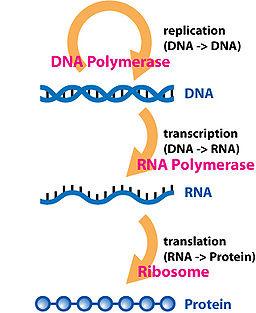 Molecular Genetics DNA Replication Two kinds of nucleic acids in cells: DNA and RNA. DNA function 1: DNA transmits genetic information from parents to offspring.