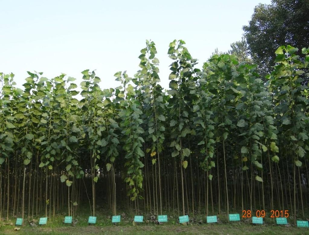 Poplar Nursery Objective to provide plants under Agro-forestry- Poplar ETP scheme. Beneficiaries are selected by open advertisement. Selection on the basis of first come- first serve basis.