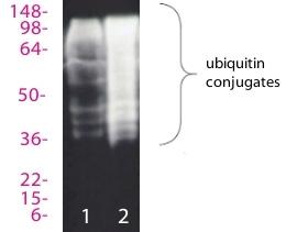 Western blot analysis Figure 1: Western blot analysis of StressXpress ubiquitin matrix capture of ubiquitin modified proteins from HeLa S100 lysate.