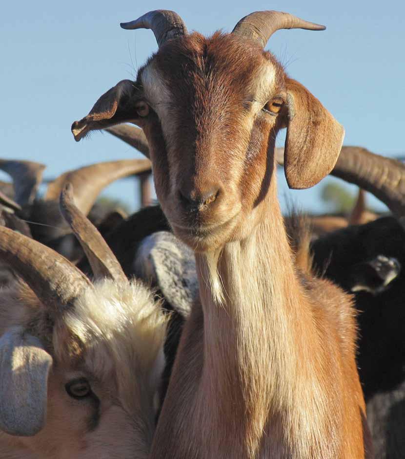 Goatmeat and Livestock