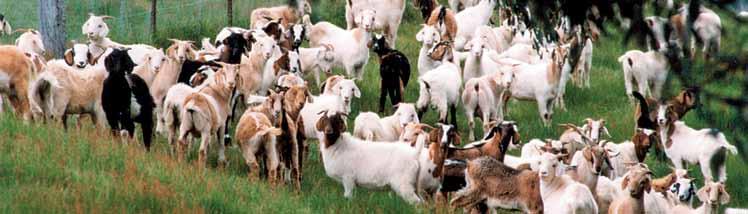 Goatmeat and Livestock Industry Strategic Plan 2020 SWOT Analysis Strengths Strong and growing overseas demand.