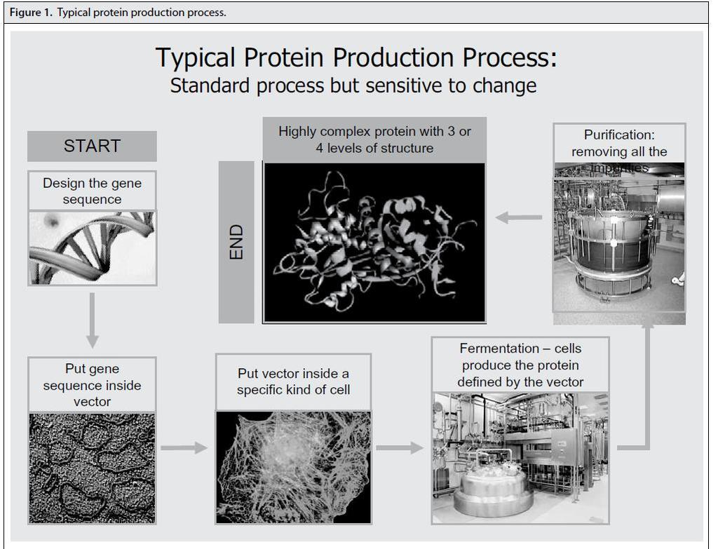 Making a Protein Based Drug is