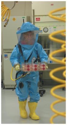 The Selection of Microbial Control Methods Biosafety Levels Four levels of safety in labs dealing with pathogens Biosafety Level 1 (BSL-1) Handling pathogens that do not cause disease in healthy