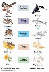 Consumer Terminology Consumers that eat producers to get energy are what we call primary consumers. In other words they are herbivores.