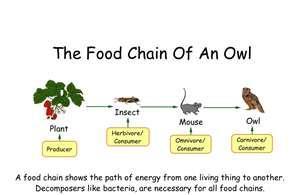 Feeding Relationships Food chains: Is a linear sequence that links