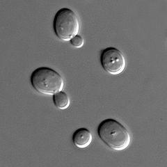 SACCHAROMYCES cerivisiae Unicellular fungi (species of yeast) Round to ovoid in shape
