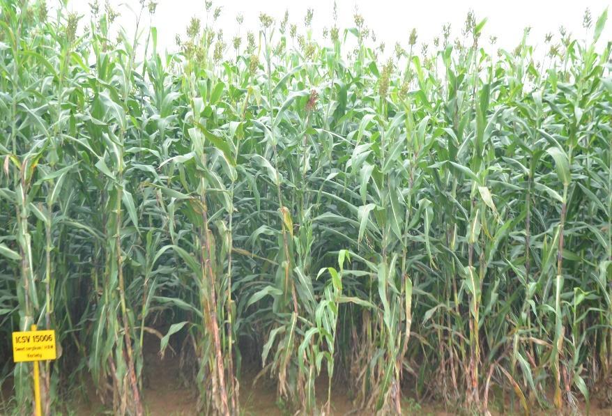Can sweet sorghum fit in sugar mills? Ethanol price high now, close to Rs 40 ($0.