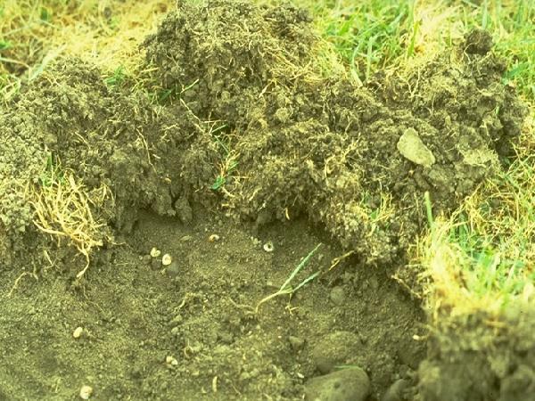 patches, peel back turf Damage typically visible -