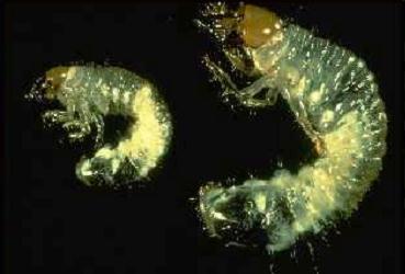 Larvae C- shaped when relaxed Light tan head with prominent jaws,