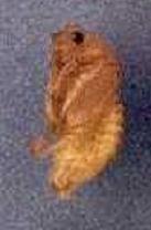 Pupae Soft bodied Initially