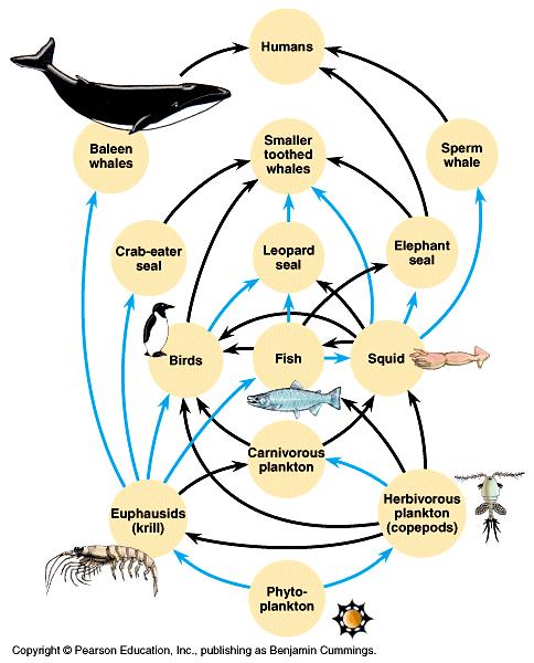 Food webs! Food chains are linked together into food webs! Who eats whom?