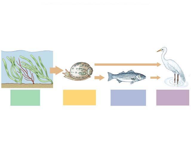 Trophic structure! Food chains " feeding relationships sun " food chain usually 4 or 5 links!