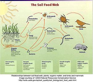 decomposers Detrital food web-energy from
