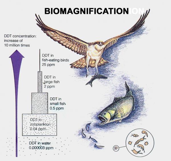 Biological Magnification in Food Webs In biological magnification, some chemical substance is passed from organisms at one trophic level to those above and becomes increasingly concentrated in body