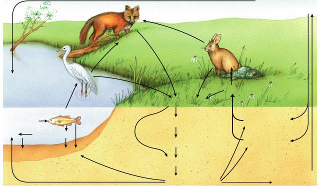 Nitrogen cycle Carnivores abiotic reservoir: N in atmosphere enter food chain: nitrogen fixation by soil & aquatic bacteria recycle: decomposing & Herbivores nitrifying bacteria return to abiotic: