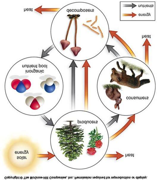 Nutrient Cycles Primary producers like plants typically obtain nutrients from their environment.