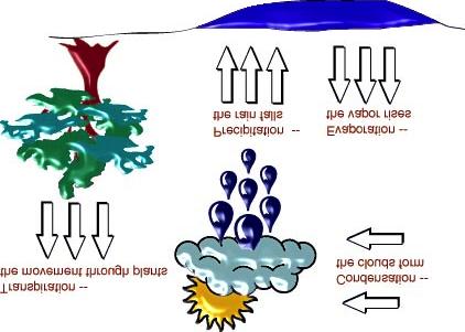 The Water Cycle Most water molecules are taken up into the clouds by evaporation and transpiration.