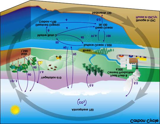 The Carbon Cycle Click the picture above