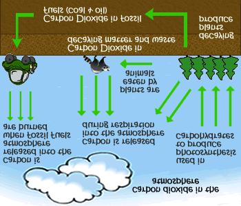 The Carbon Cycle Summary: Most carbon is found in the atmosphere. Carbon is used by plants to form sugars, which are eaten by animals.