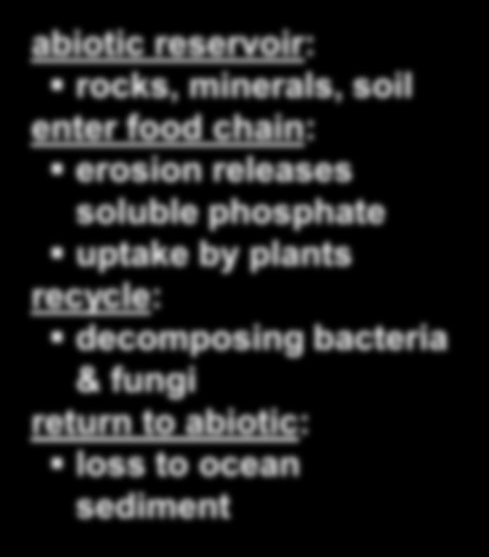 phosphate uptake by plants recycle: decomposing bacteria Animal & fungi tissue Urine and feces return to abiotic: loss to