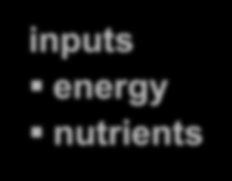 Ecosystem inputs nutrients cycle