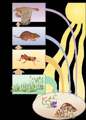 Food chains Trophic levels feeding relationships start with energy from the sun captured by plants 1 st