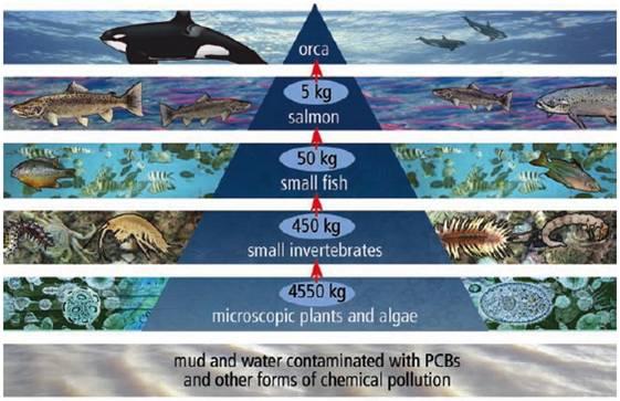 Bioaccumulation Bioaccumulation refers to an organism slowly the amount of chemicals in their bodies. Many harmful chemicals be decomposed naturally.