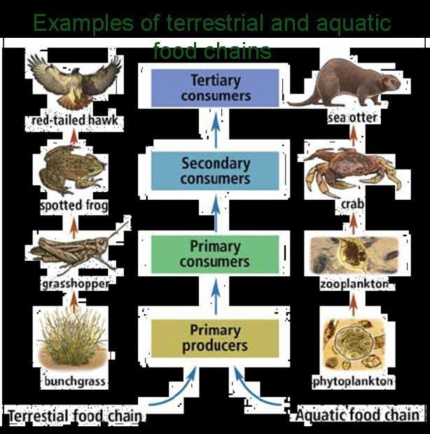 Food chains show the flow of energy in an ecosystem Each step is a Feeding & niche relationship = 1st trophic level = 2nd trophic level = 3rd trophic level = 4th trophic level Energy Flow and Types