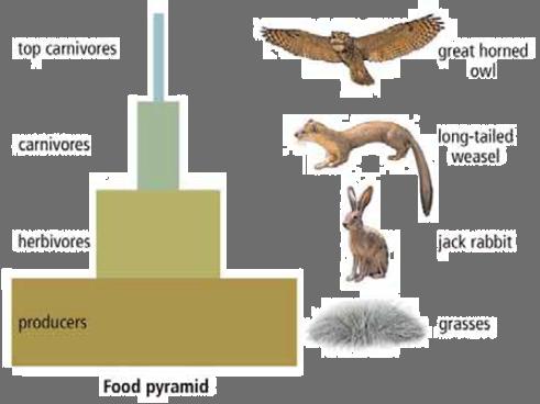 Food pyramids are also known as ecological pyramids. Ecological pyramids may show.