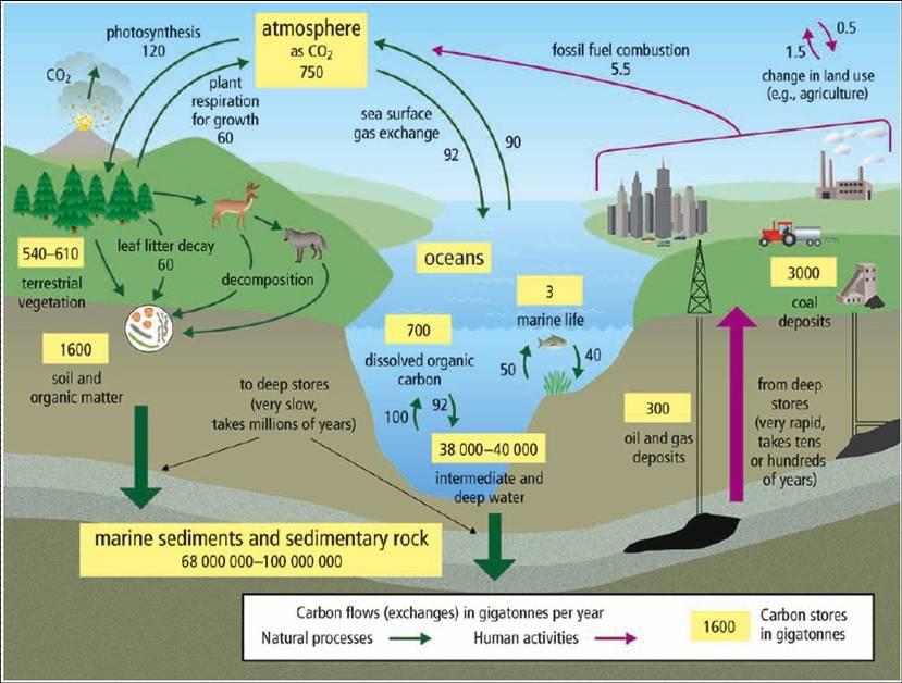 Many human activities can influence the carbon cycle Since the start of the Industrial Revolution (160 years ago), CO 2 levels have from the increased burning of fossil fuels.