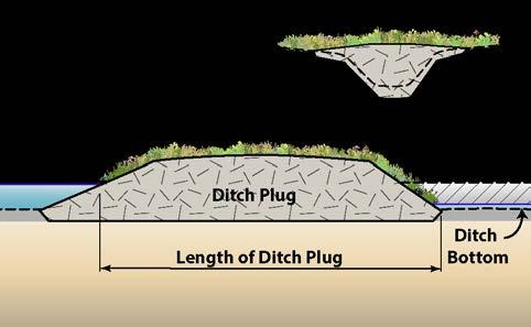 The constructed plug should prevent the downstream functioning ditch system from affecting the wetland.