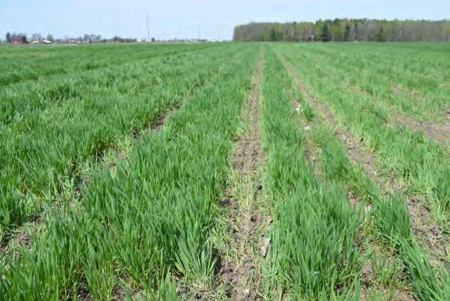 20 However, farmers thoughts on cover crops do not revolve solely around the challenges they present. Growers utilize cover crops because they deliver specific benefits.