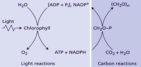 Plant Photosynthesis or GPP Leaf chlorophyll content and light