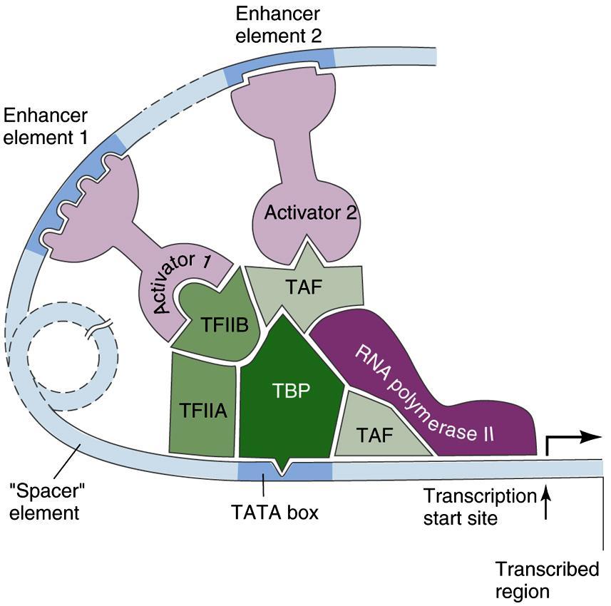 Enhancers and transcription factors combinatorial transcription