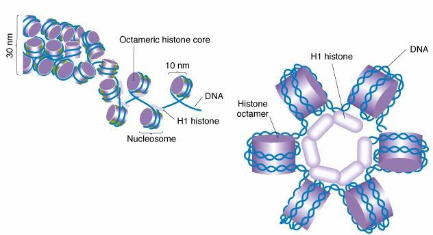 Chromatin structure