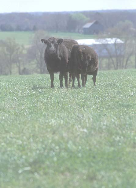 The Economics of Replacing Endophyte Infected Fescue with Novel Endophyte Fescue on Cow-Calf and Missouri NRCS Economics Information Sheet 1 January