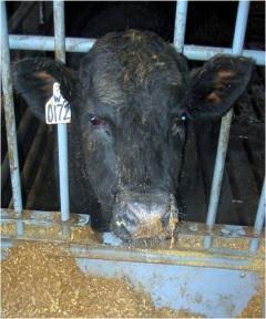 Cows with the normal-weaned calves lost both BW and condition due to the greater energy
