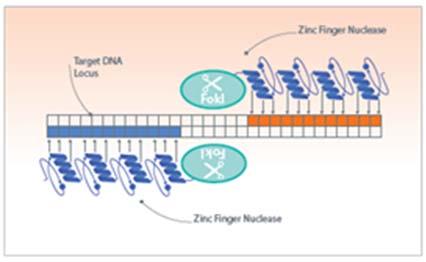 Figure 5 ZFNs, care must be taken to avoid unwanted mutations leading to unintended consequences. Figure 4 raav technology Induction of homologous recombination can be achieved.