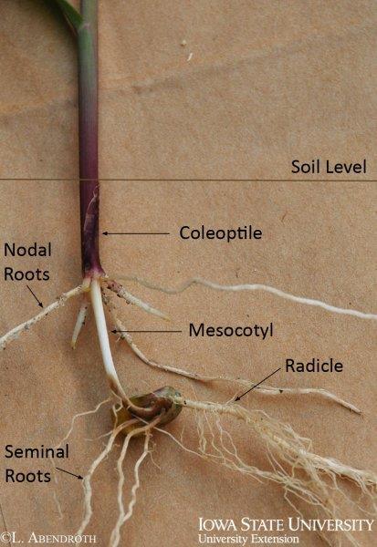 V1 Stage Below Ground Nodal root development V2 Stage Two Leaves Fully Emerged Reached when 2 leaves are
