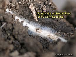 V2 Stage Below Ground Root hair formation Corn Growing Degree Days Each day has a slightly different average temperature.