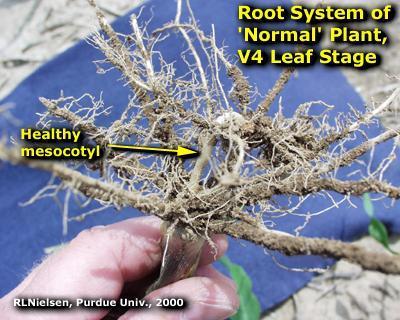 V4 Stage Below Ground V5 V8 Above Ground Cuticle rapid change from V5 to V8 - wax becomes a smooth film on the leaves.