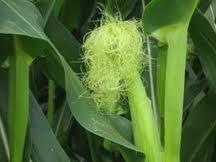 Corn Growth Stages R1 Silking R2 Blister N and P uptake are