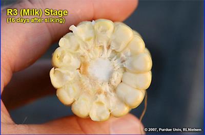 R3 Stage The Milk Stage R3 Stage corn ear Yellow on the outside Milky inside from starch accumulation Silks are brown and dried out 35 days to maturity Corn Growth Stages R4 Dough R5 Dent Kernels