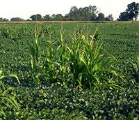 Volunteer corn growing in a soybean field can attract