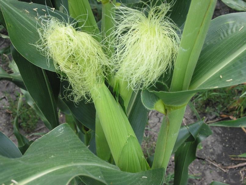 ear, the female portion of the corn plant, ready for