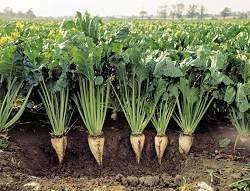 Plant Starch Corn, Potato,