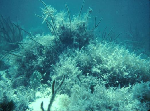 The Role of Sponges in Water Quality Sponges have associations with many