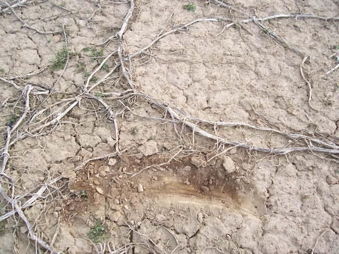 Mulch vs Bare Soil