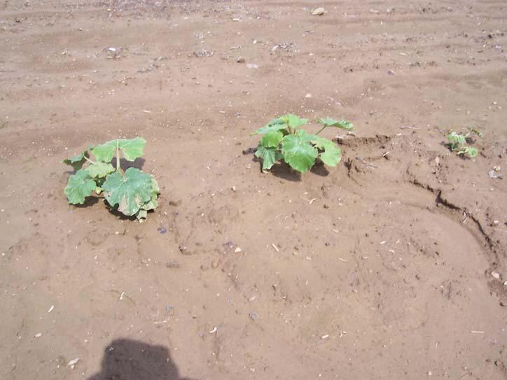 2006 Soil