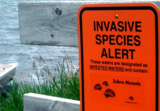 Threat #3: Invasive Species An invasive species is any type of living organism that is not native to an ecosystem and which causes harm.
